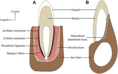 Current Perspectives on Tooth Implantation, Attachment, and Replacement in Amniota